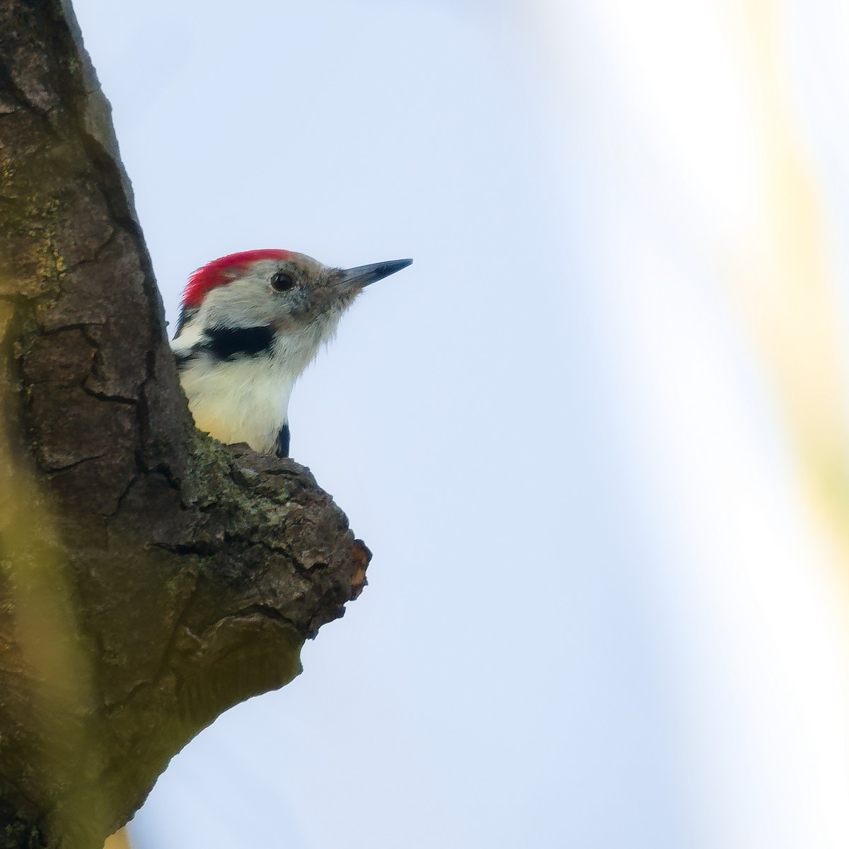 Middle Spotted Woodpecker - ML642652461