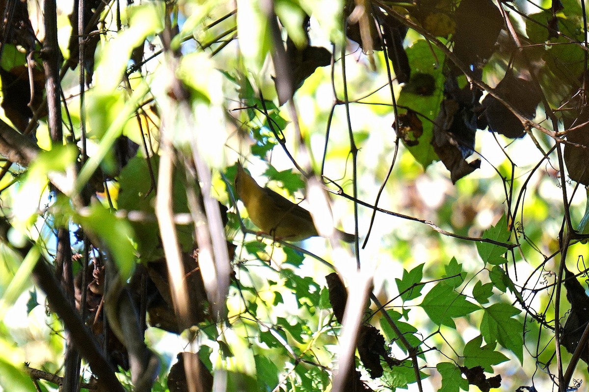 Worm-eating Warbler - ML642652492