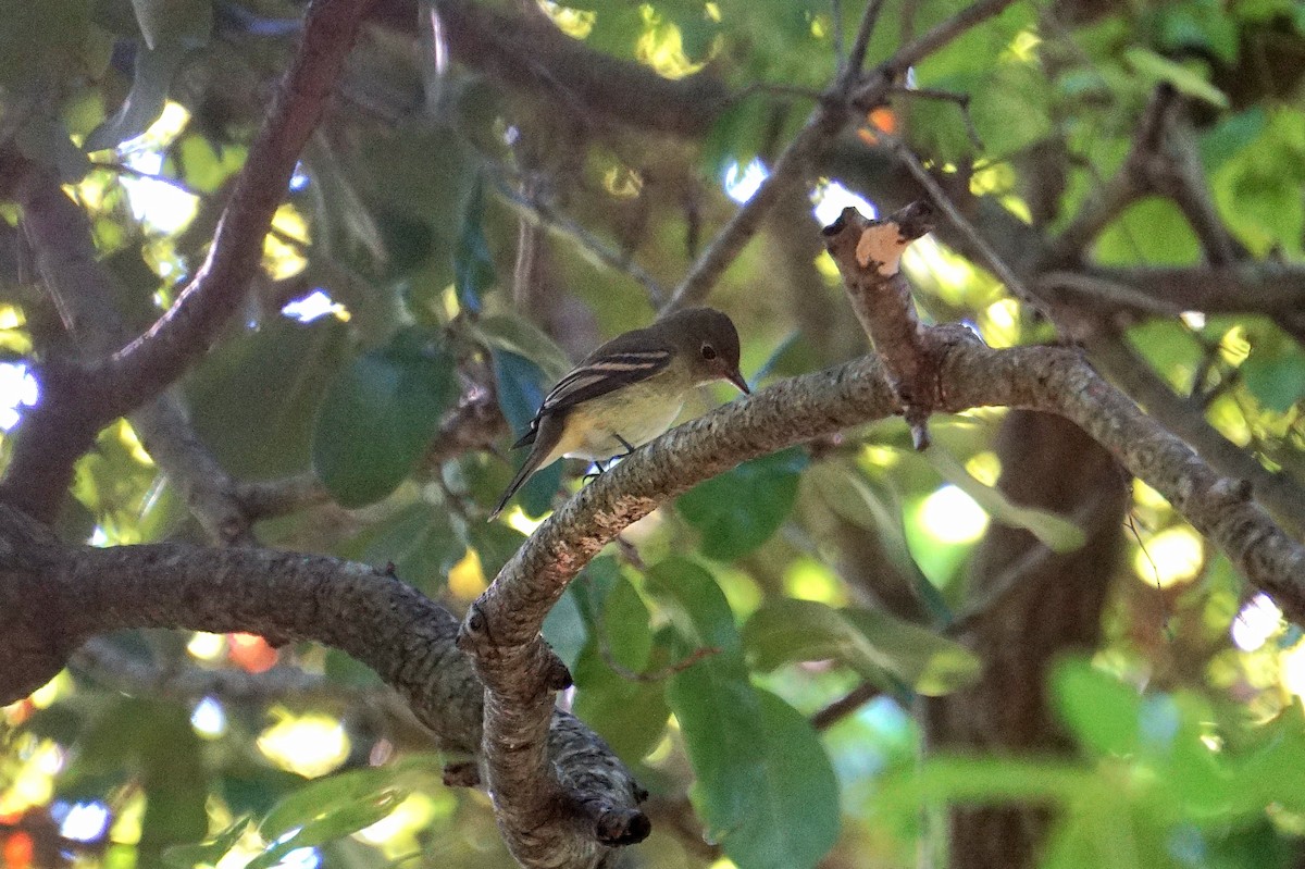 Acadian Flycatcher - ML642652515