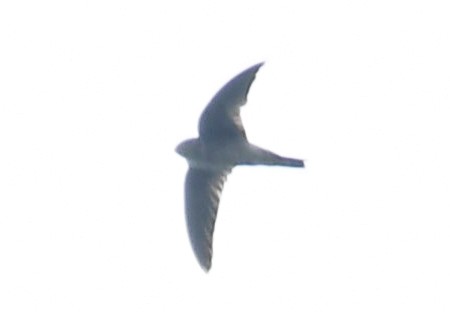 Asian Palm Swift - ML642652522