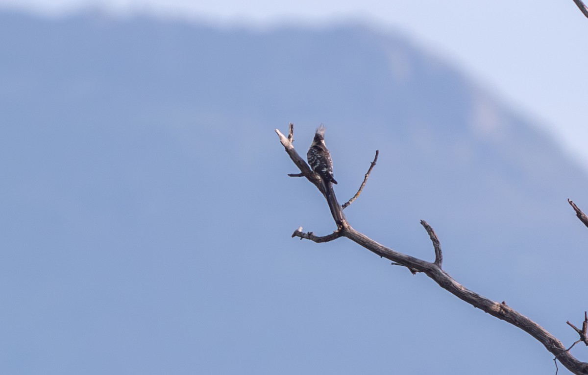 Great Spotted Cuckoo - ML642652530