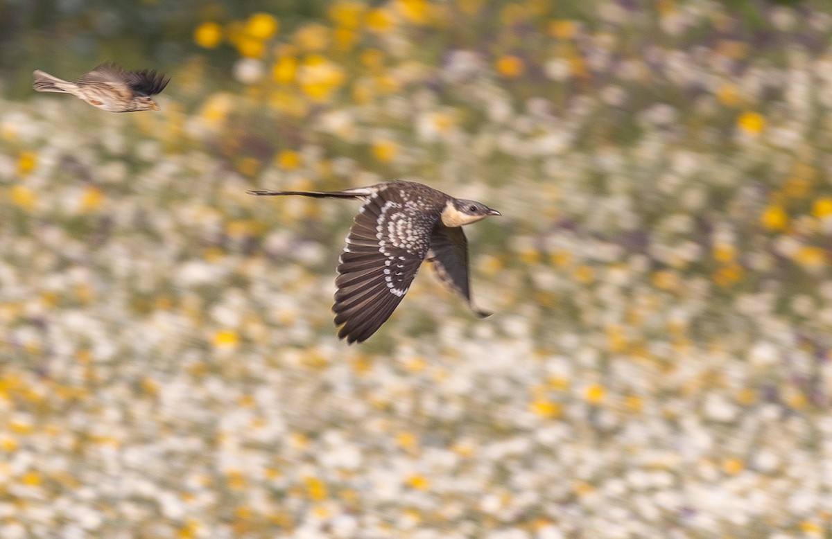 Great Spotted Cuckoo - ML642652531