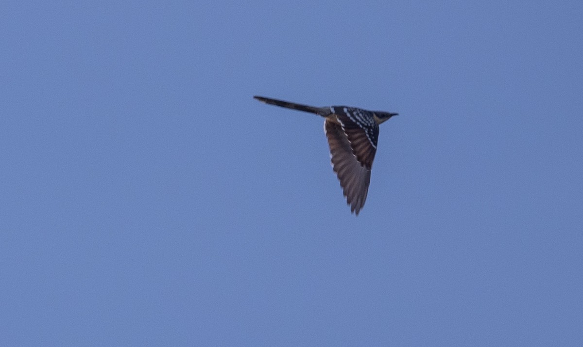 Great Spotted Cuckoo - ML642652532