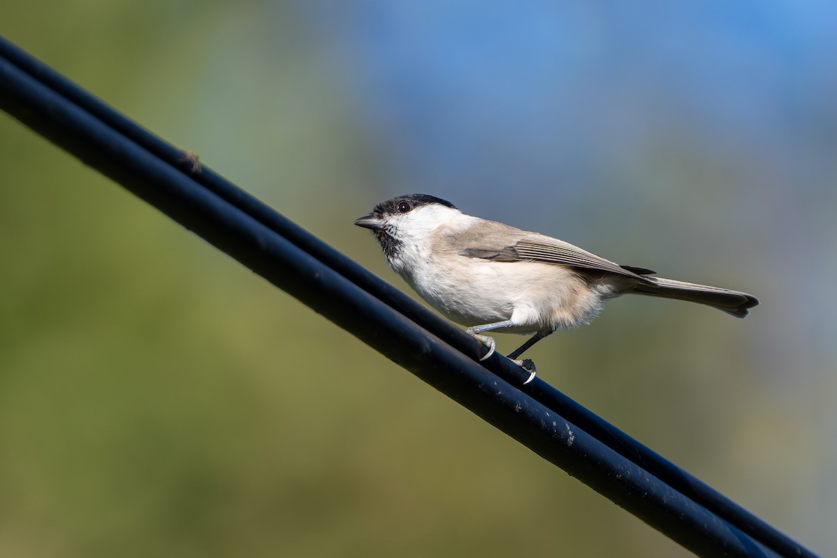 Mésange nonnette - ML642652568