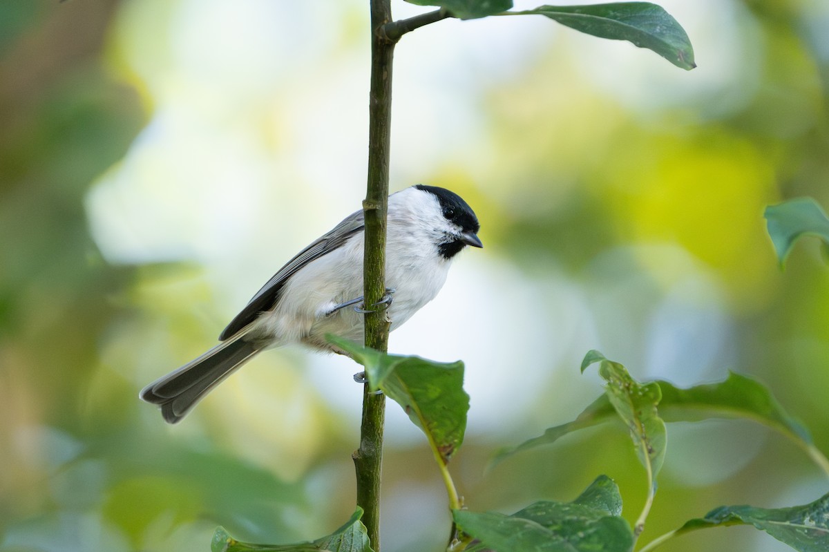 Mésange nonnette - ML642652570