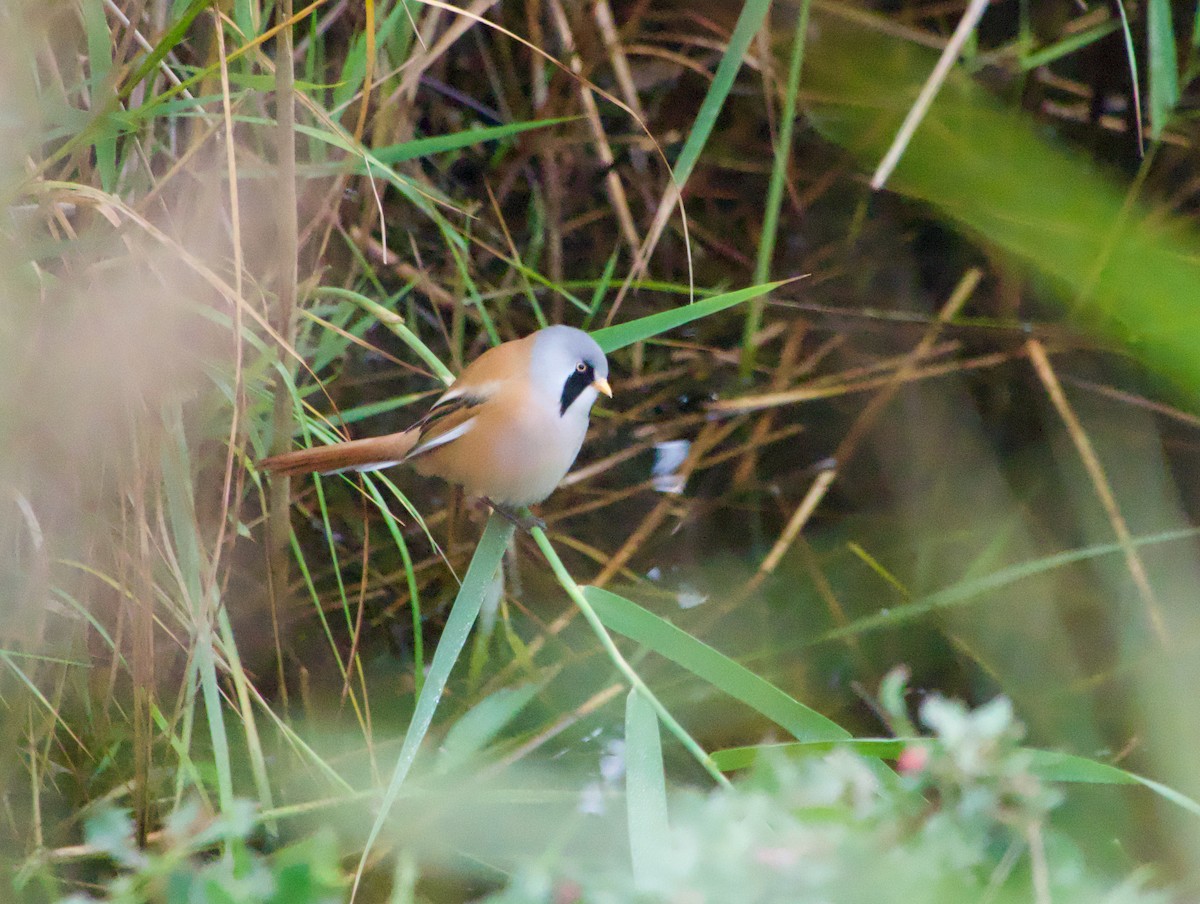 Bearded Reedling - ML642652575