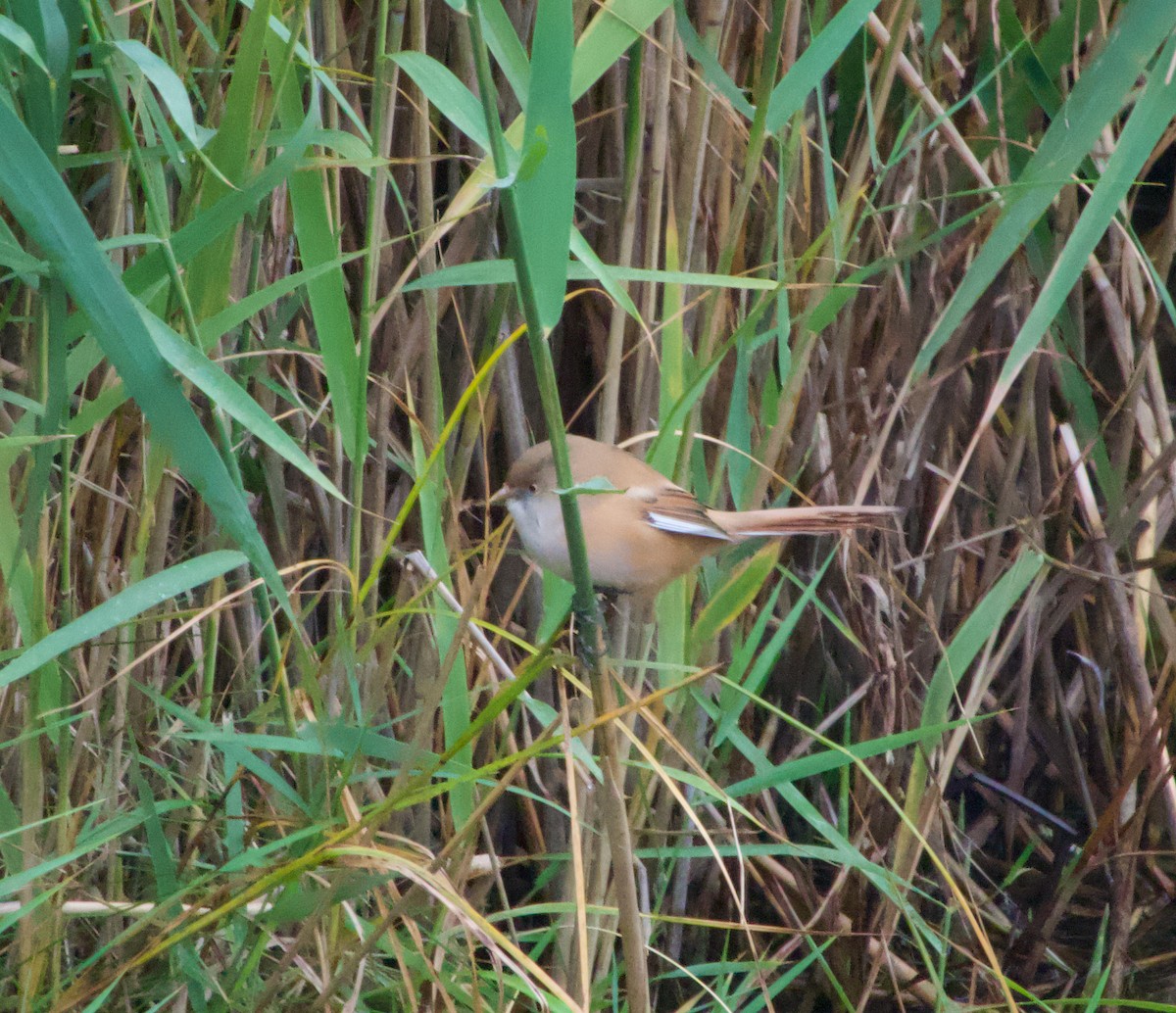 Bearded Reedling - ML642652576