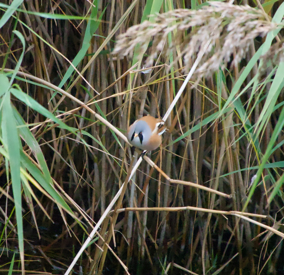 Bearded Reedling - ML642652580