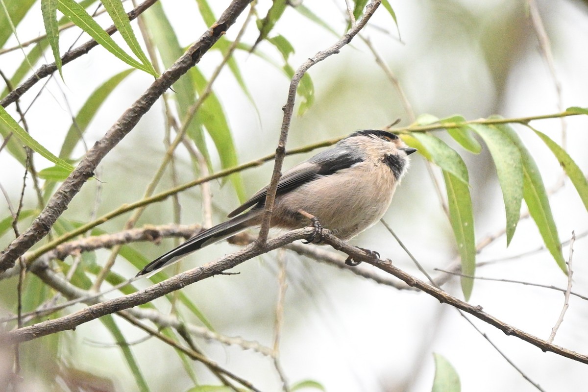 Silver-throated Tit - ML642652594