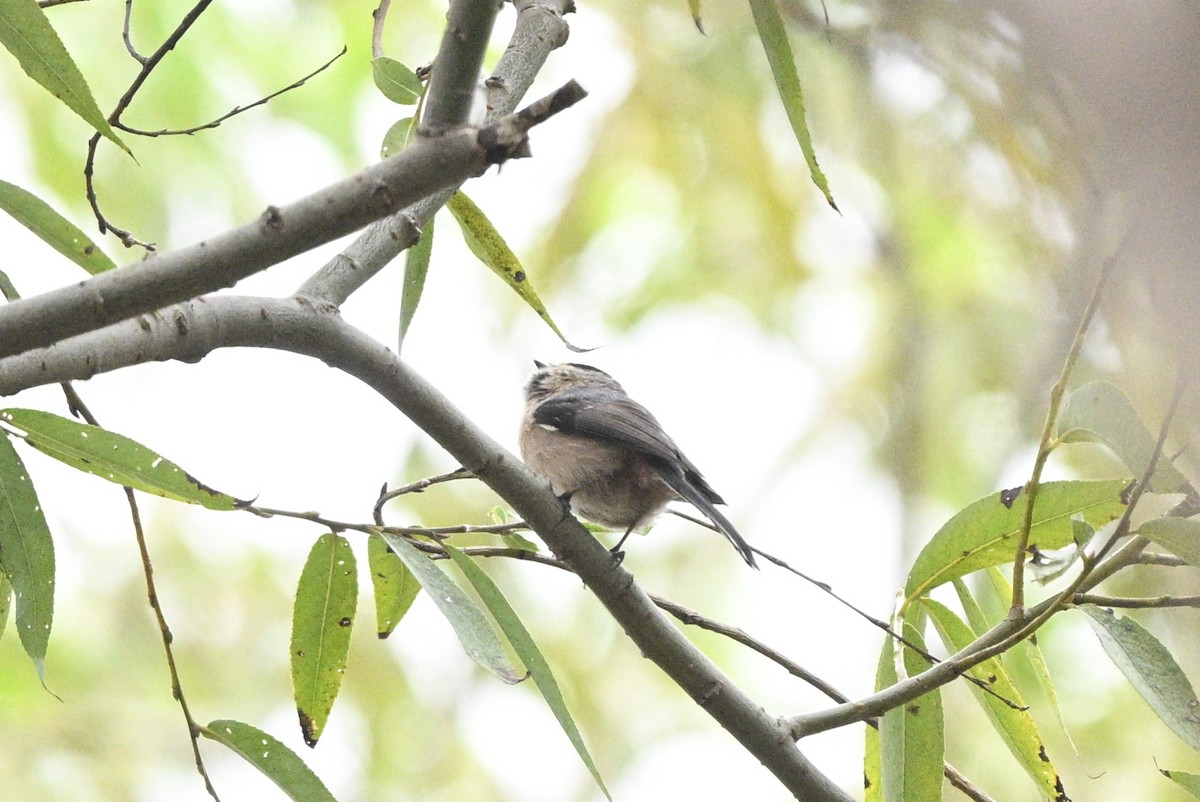 Silver-throated Tit - ML642652595