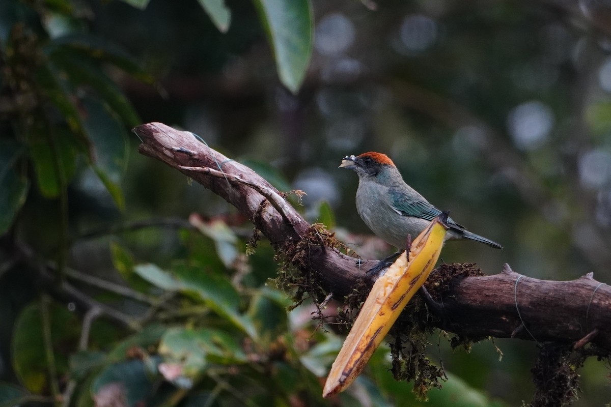 Scrub Tanager - ML642652599