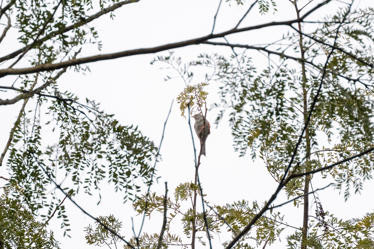 Pink-legged Graveteiro - ML642652602