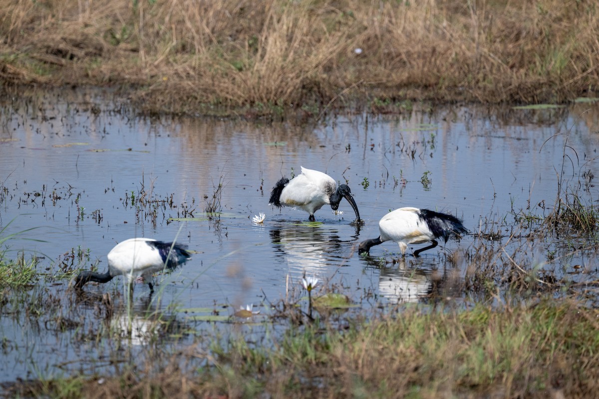 ibis posvátný - ML642652616