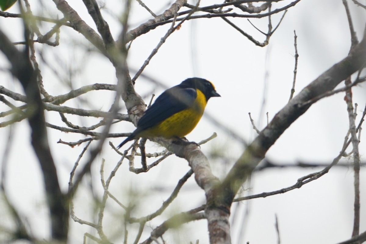 Orange-bellied Euphonia - ML642652655