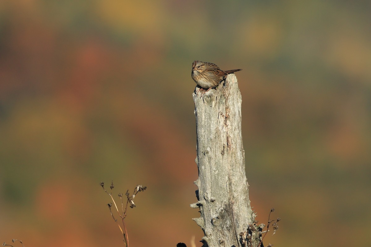 Lincoln's Sparrow - ML642652669