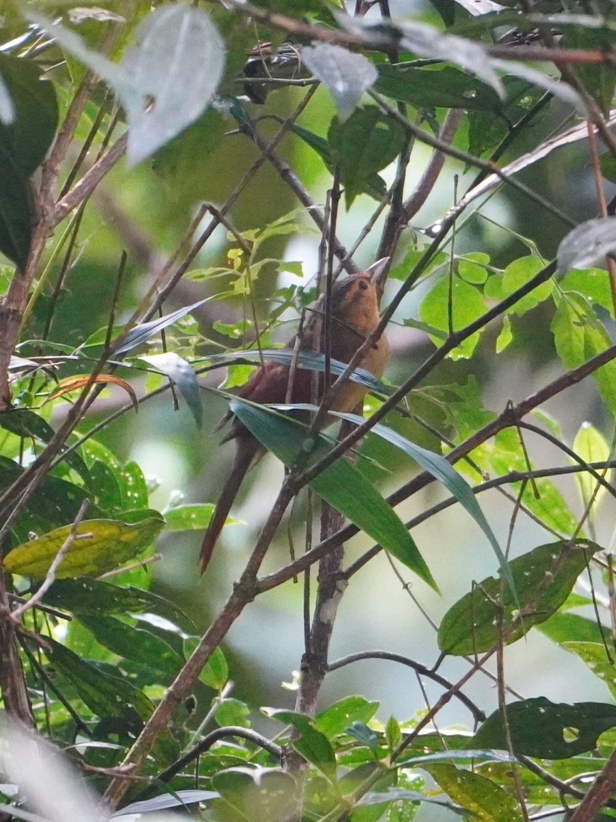Buff-fronted Foliage-gleaner - ML642652670