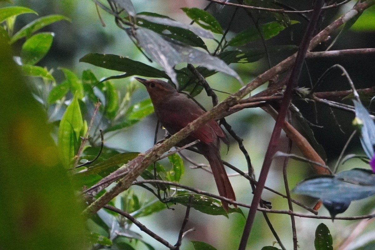 Buff-fronted Foliage-gleaner - ML642652674