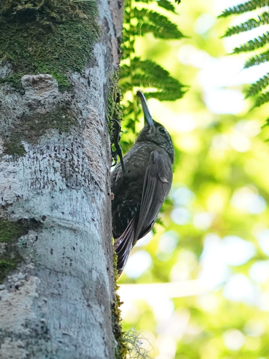 Olive-backed Woodcreeper - ML642652677