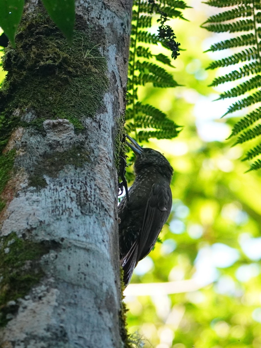 Olive-backed Woodcreeper - ML642652678