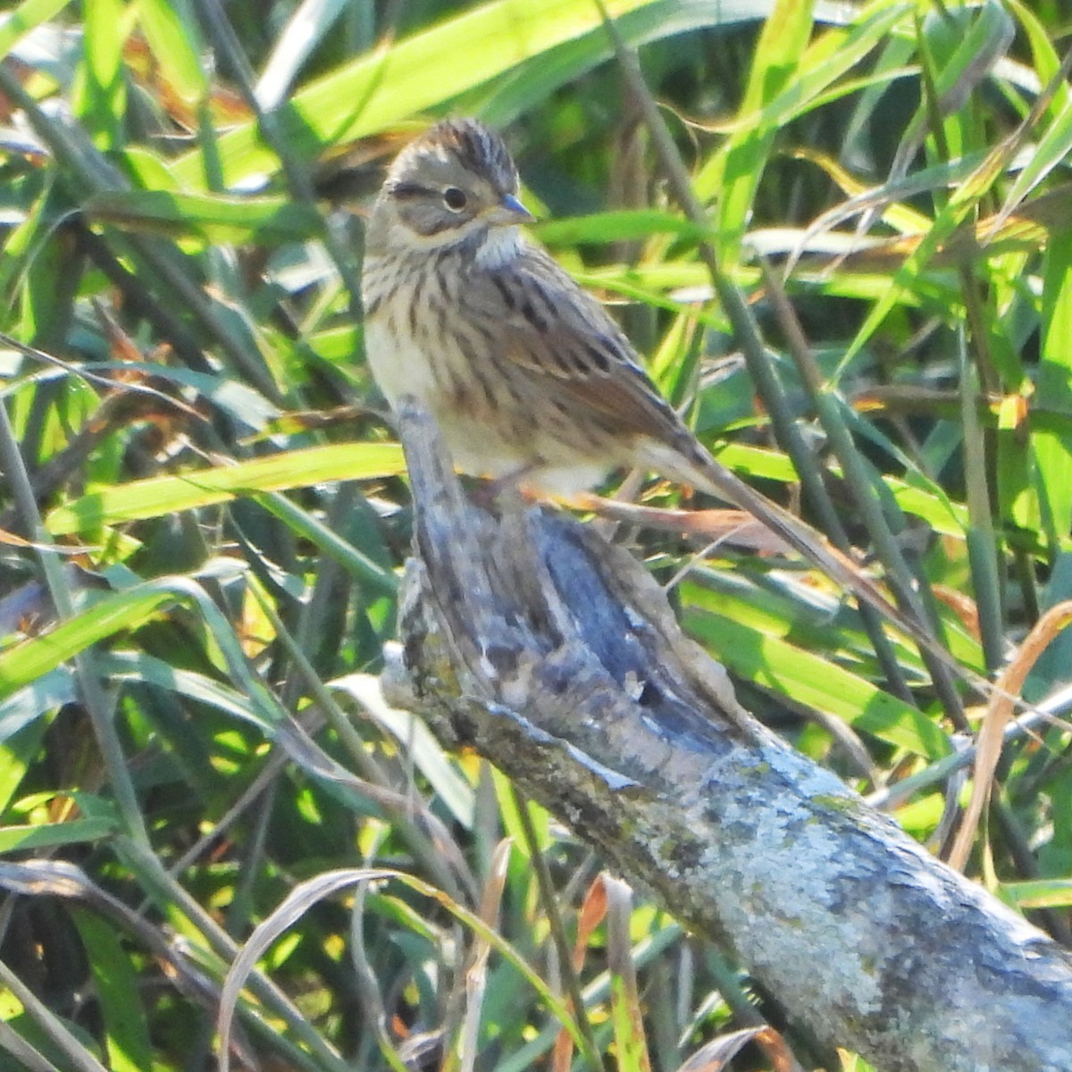 ヒメウタスズメ - ML642652685