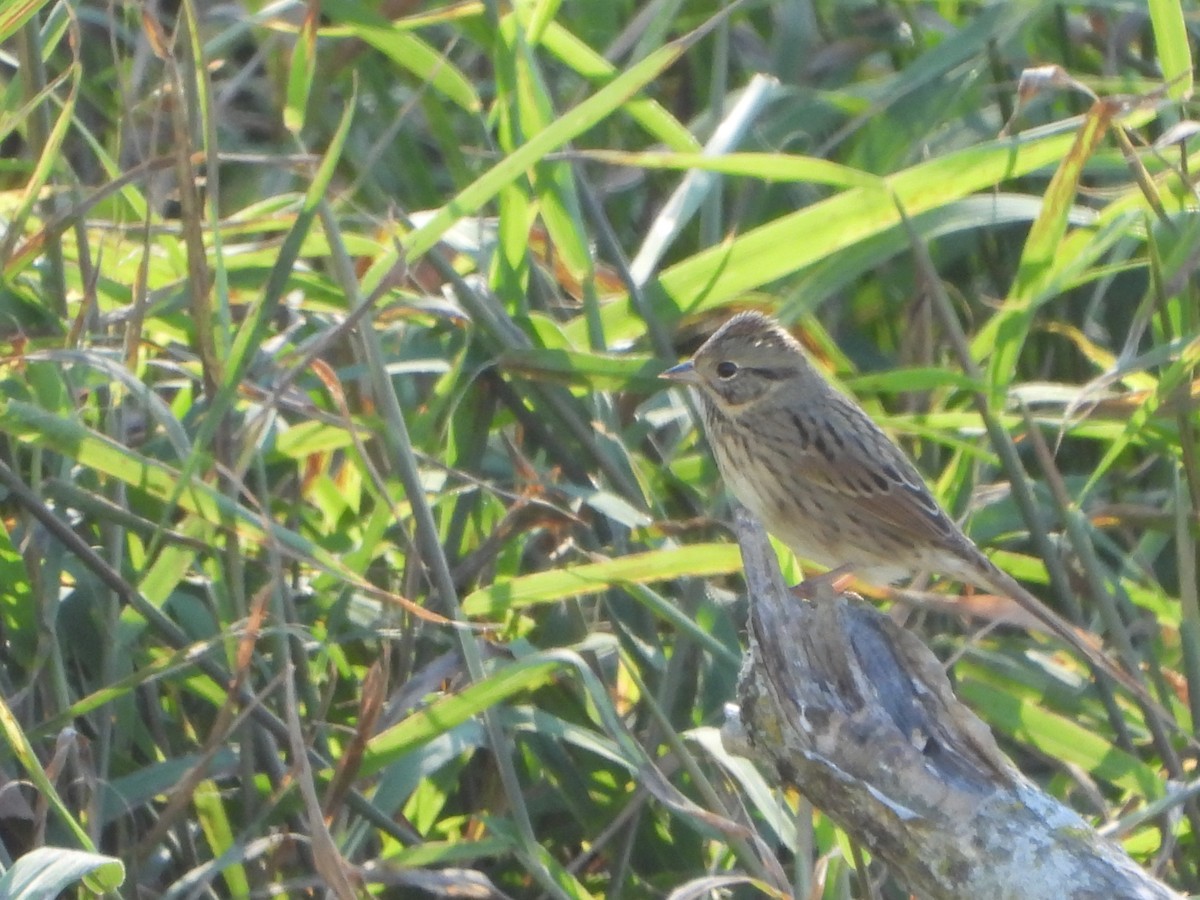 ヒメウタスズメ - ML642652686