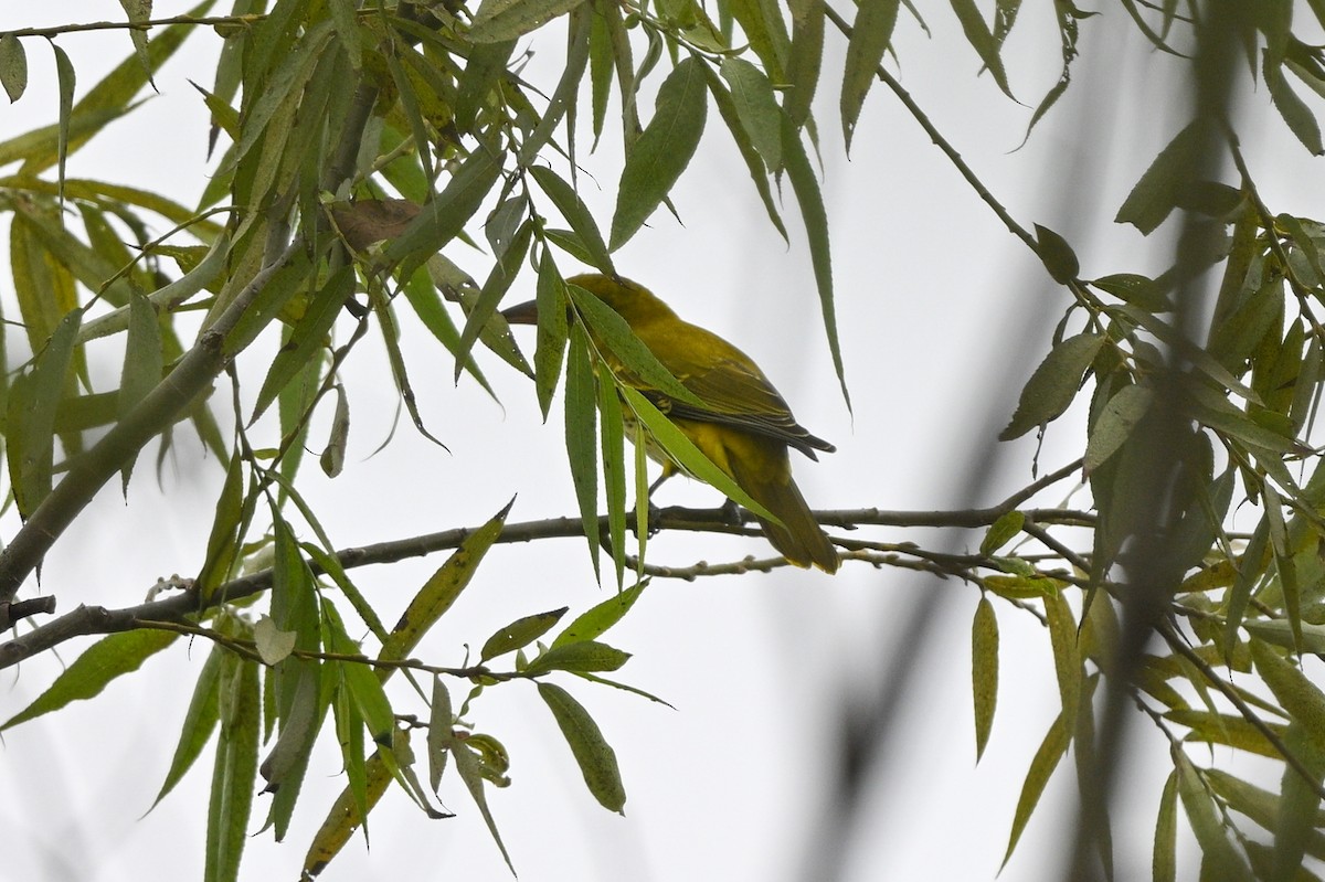 Black-naped Oriole (East Asian) - ML642652701