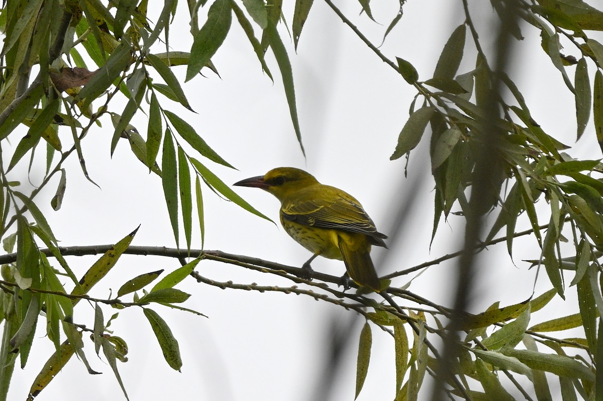 Black-naped Oriole (East Asian) - ML642652702