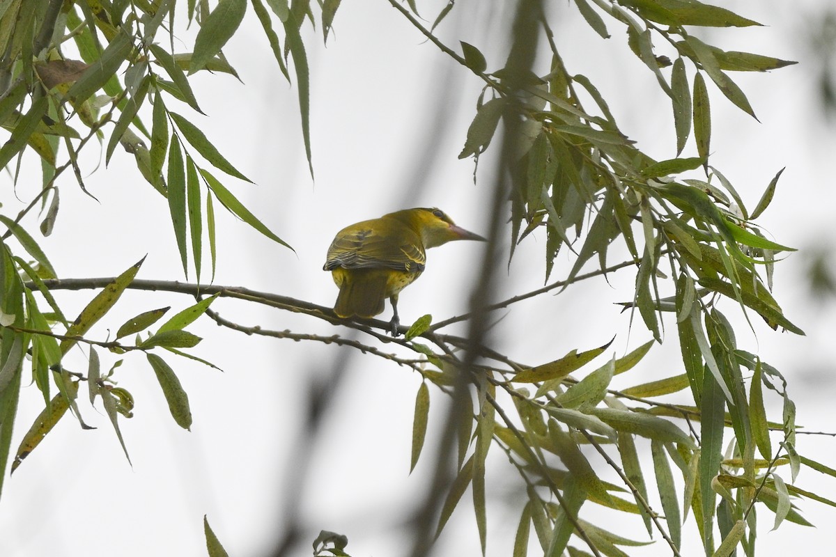 Black-naped Oriole (East Asian) - ML642652703