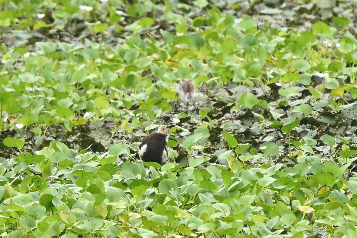 Pheasant-tailed Jacana - ML642652706