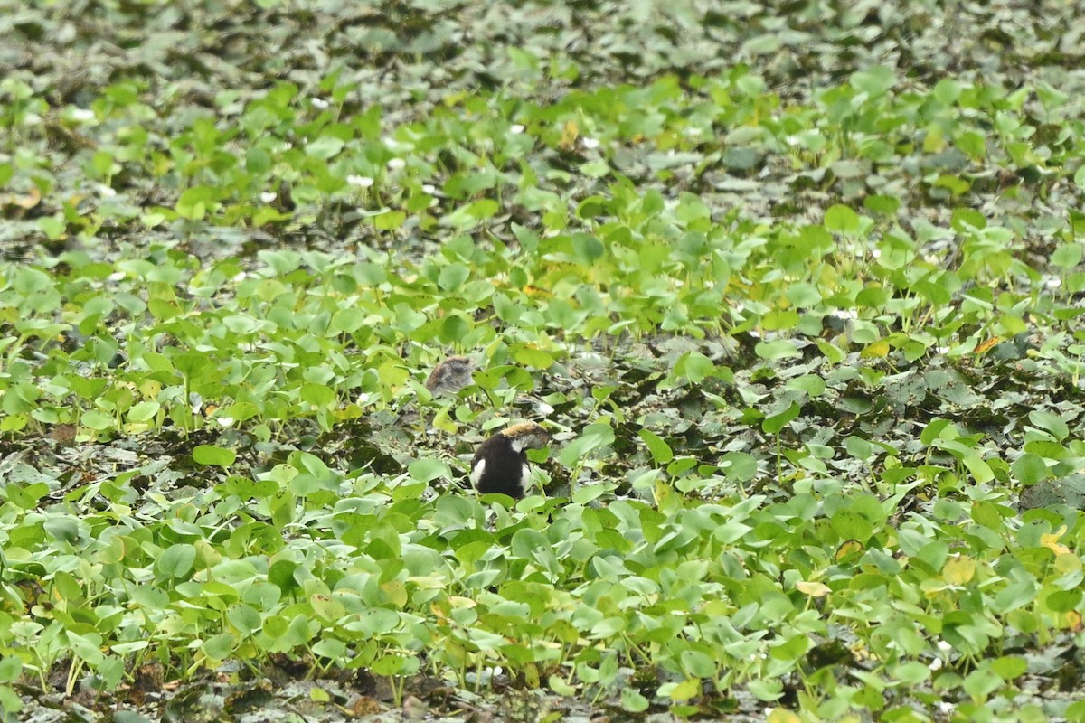 Pheasant-tailed Jacana - ML642652707