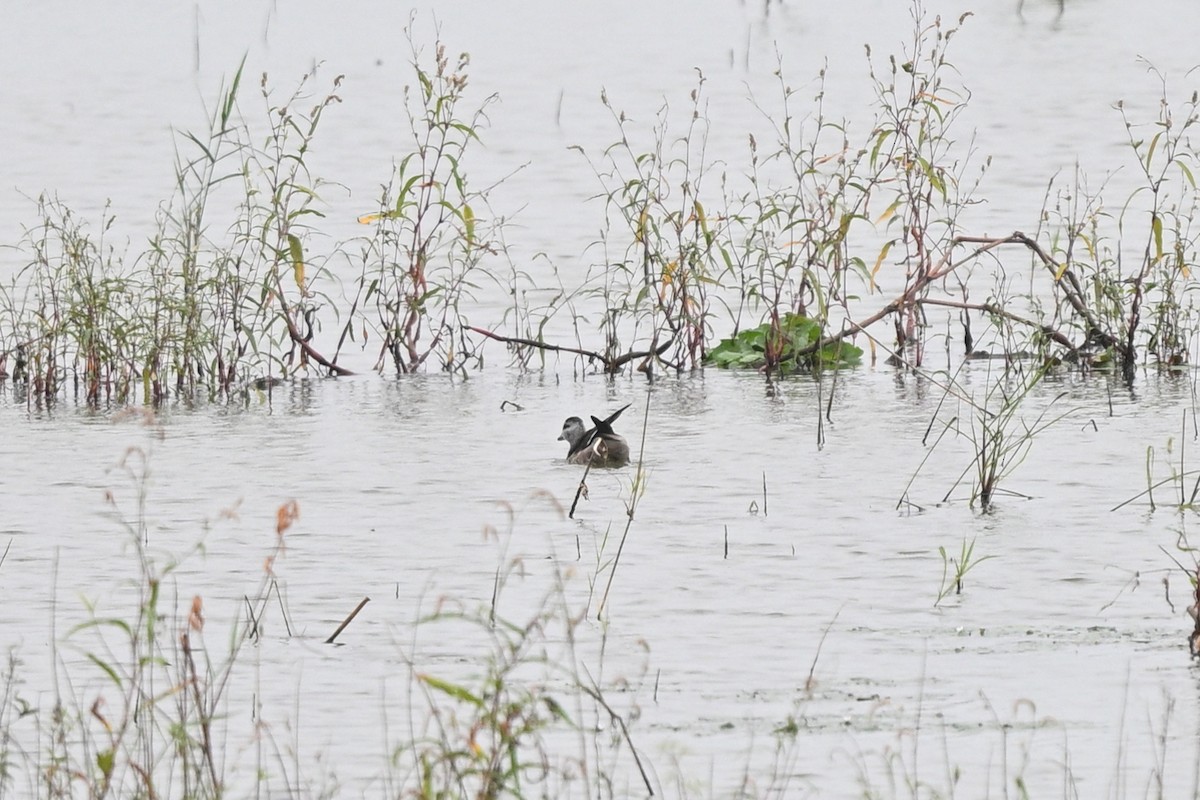 Cotton Pygmy-Goose - ML642652711