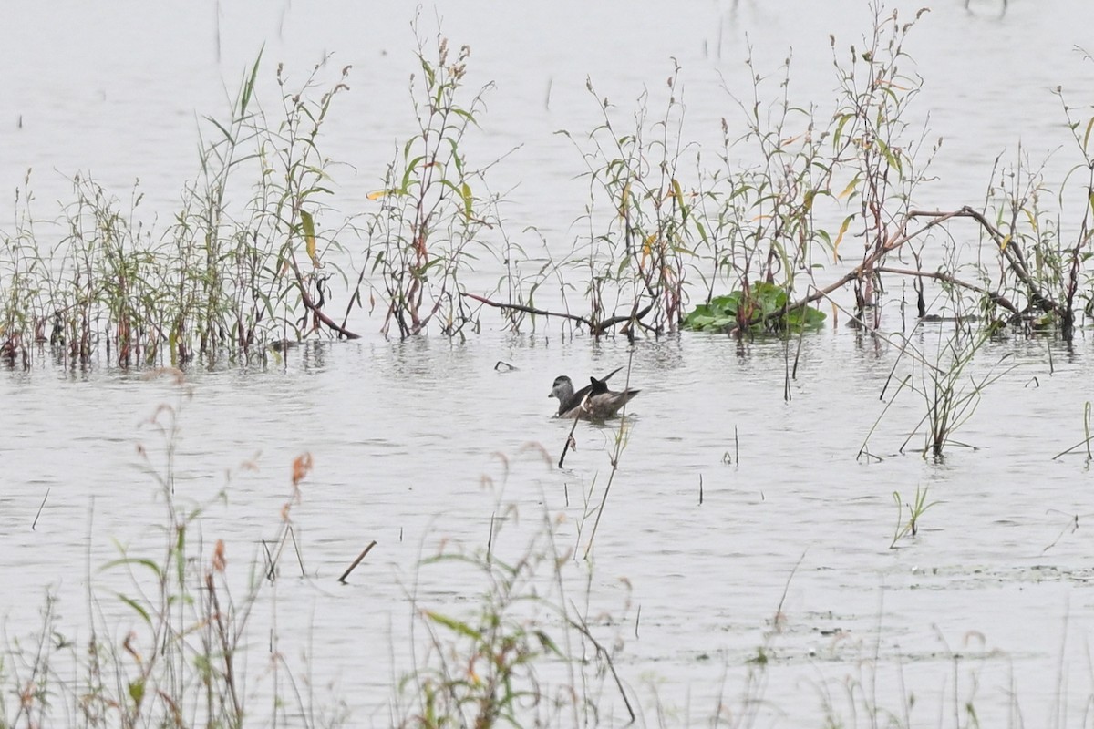Cotton Pygmy-Goose - ML642652713