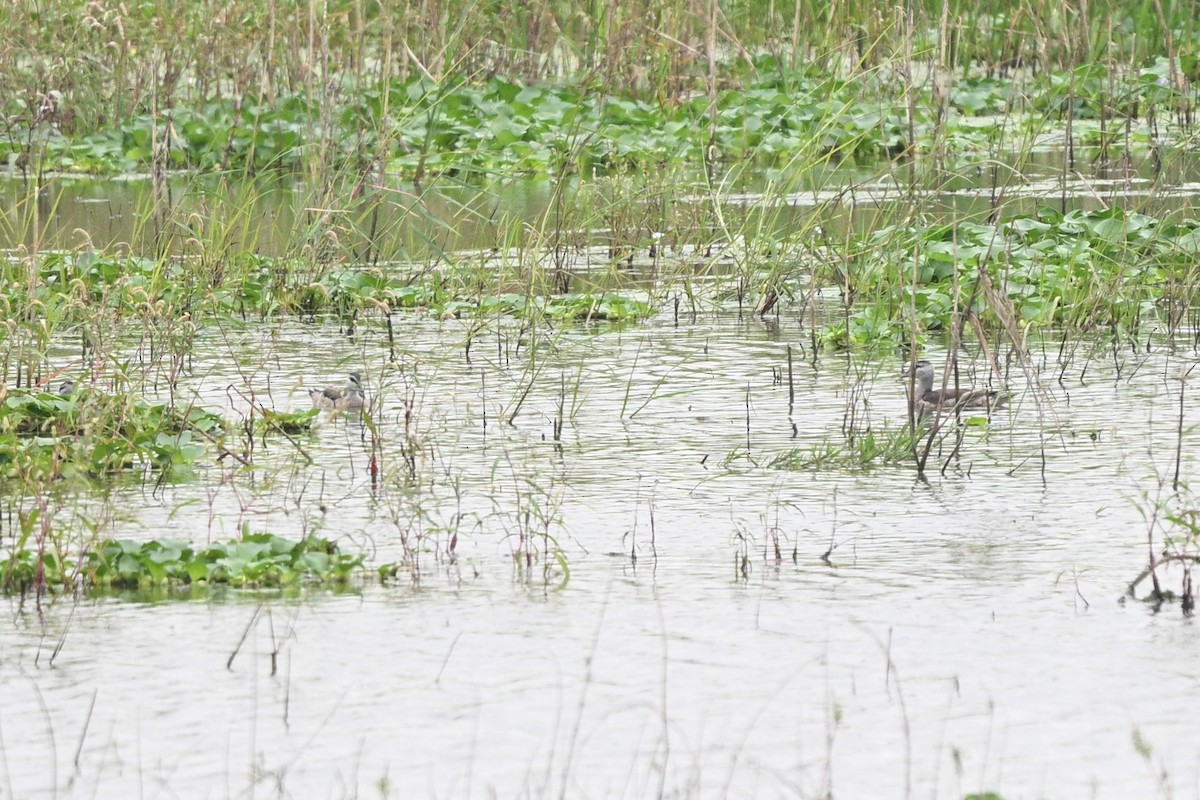 Cotton Pygmy-Goose - ML642652714