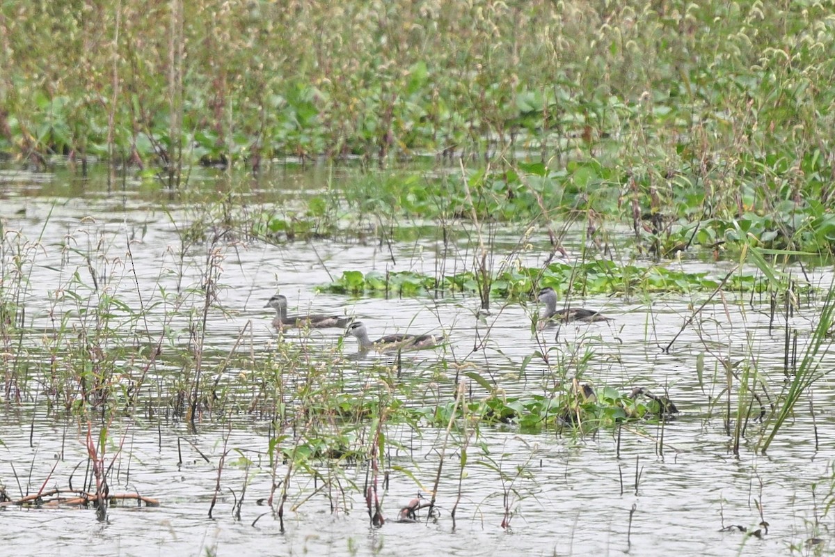 Cotton Pygmy-Goose - ML642652715