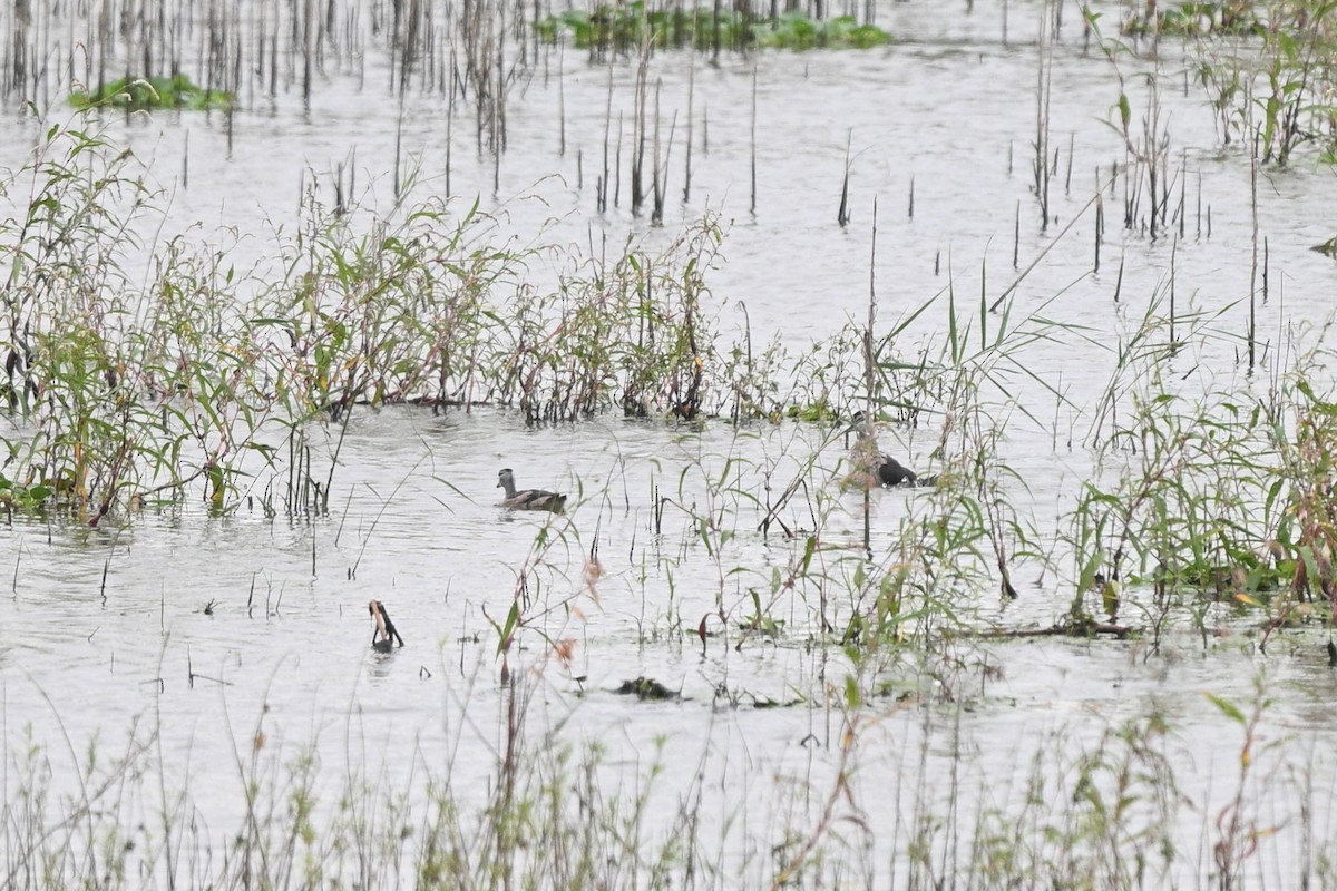 Cotton Pygmy-Goose - ML642652717