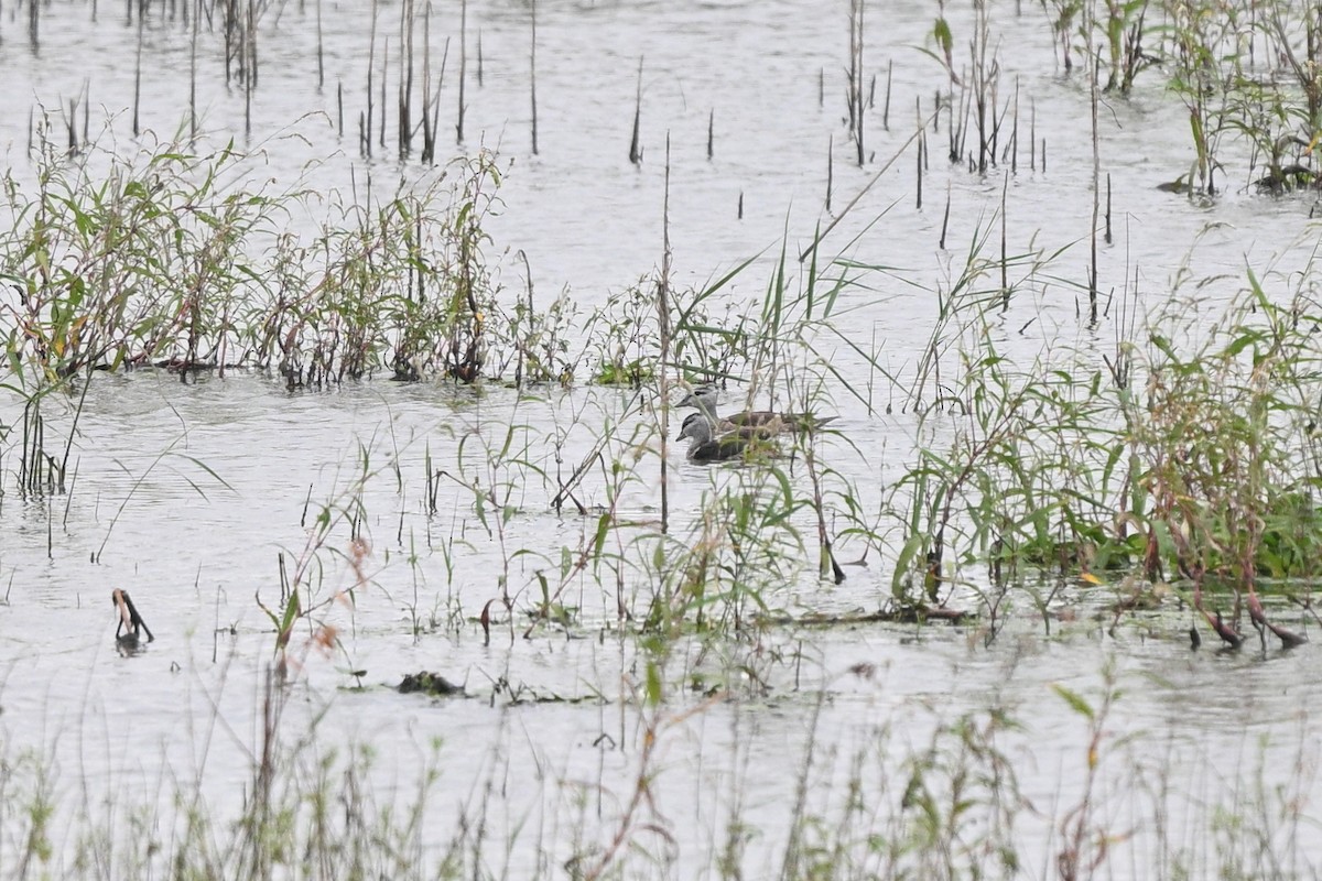 Cotton Pygmy-Goose - ML642652718
