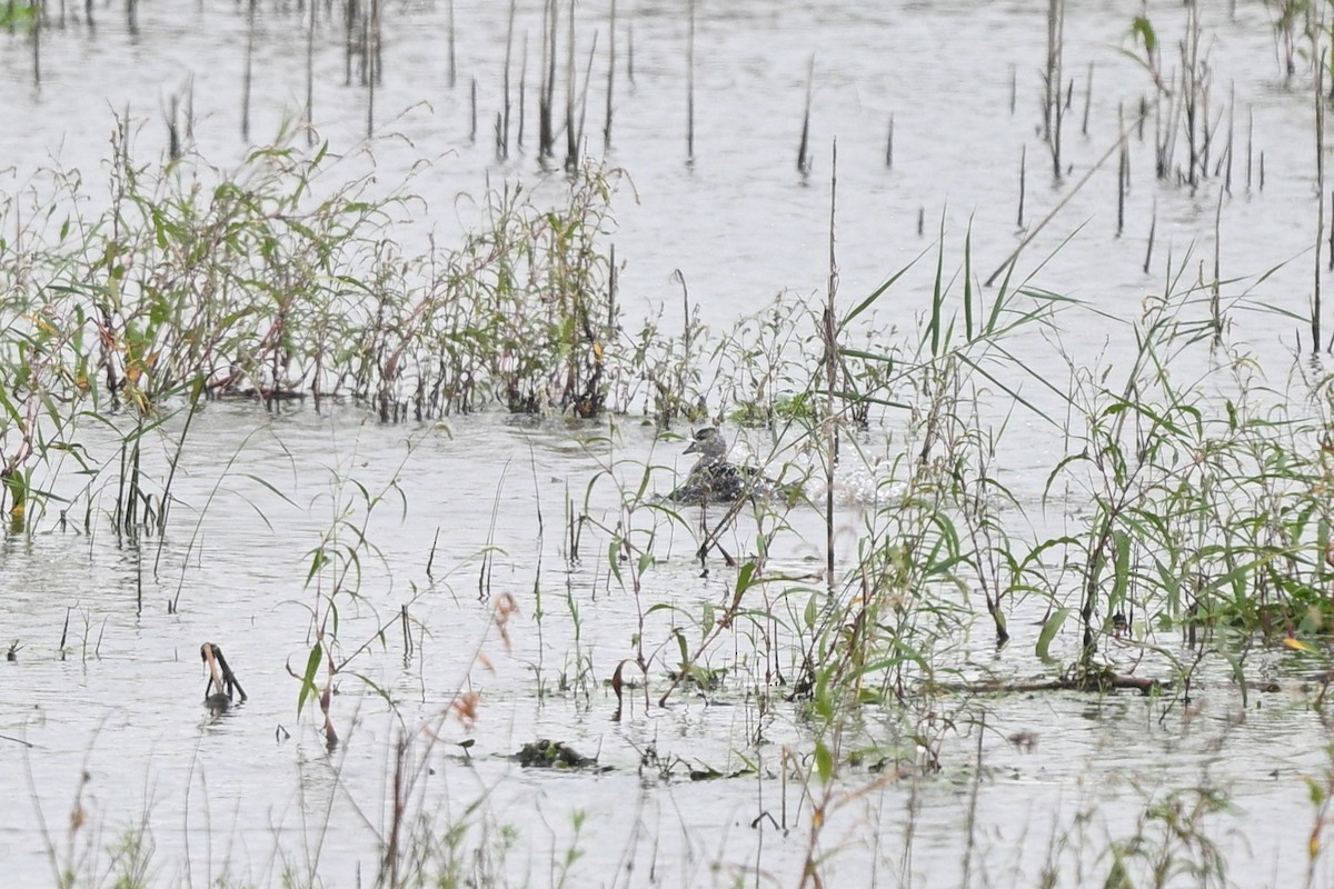 Cotton Pygmy-Goose - ML642652719