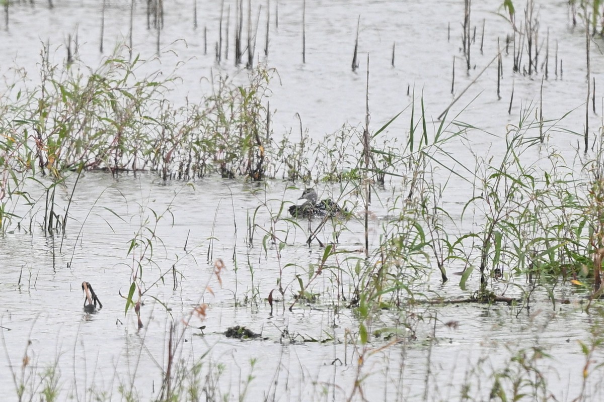 Cotton Pygmy-Goose - ML642652720