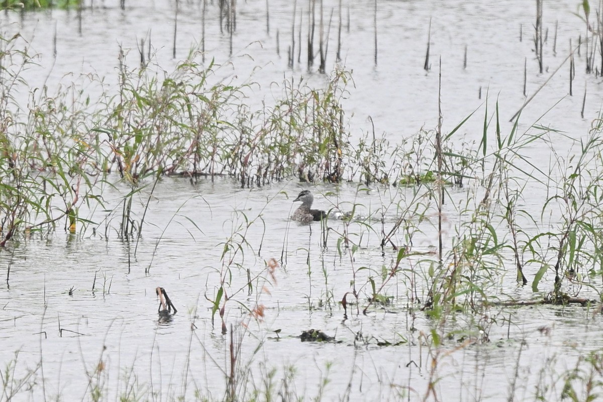 Cotton Pygmy-Goose - ML642652721