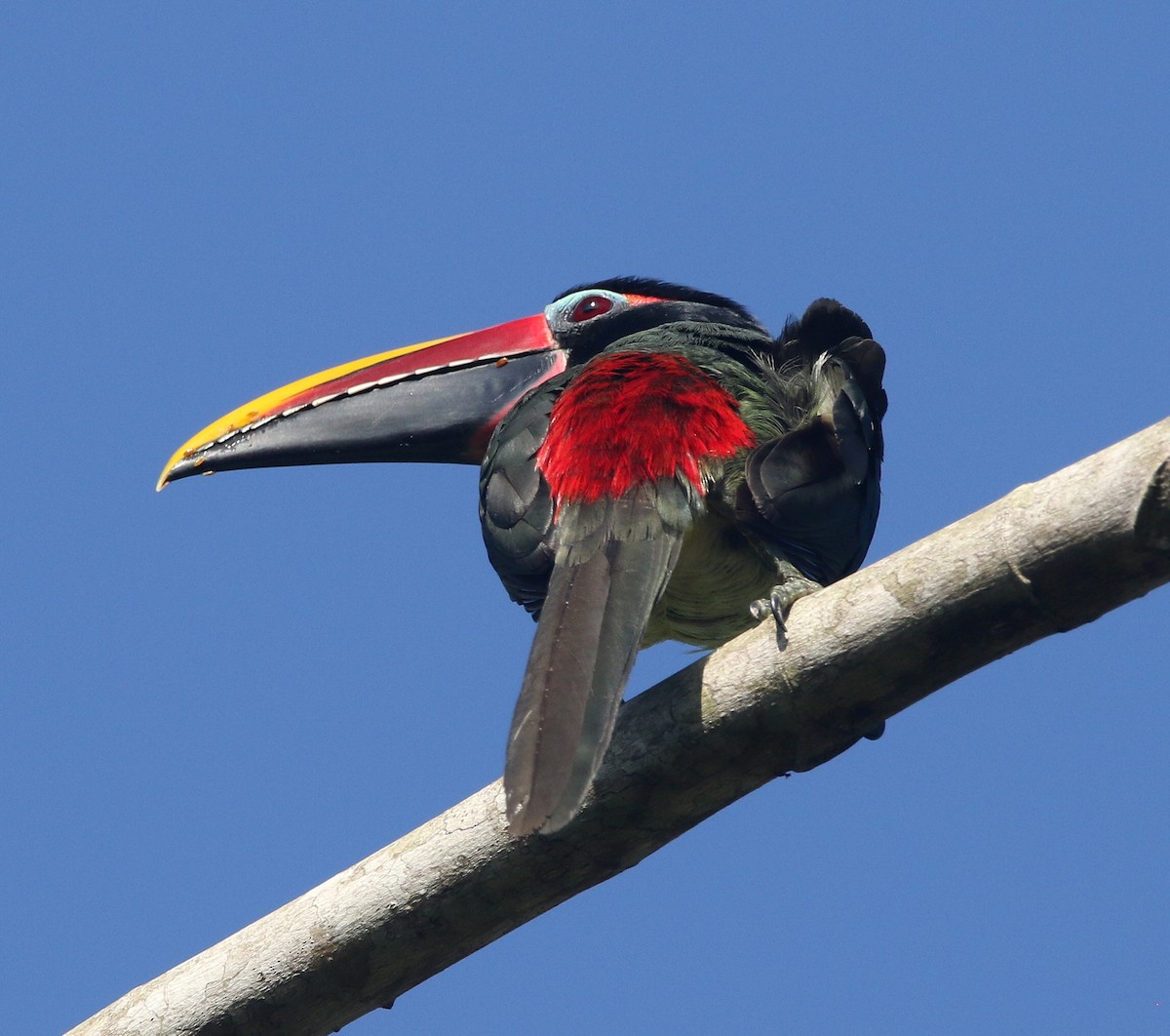Green Aracari - ML642652725