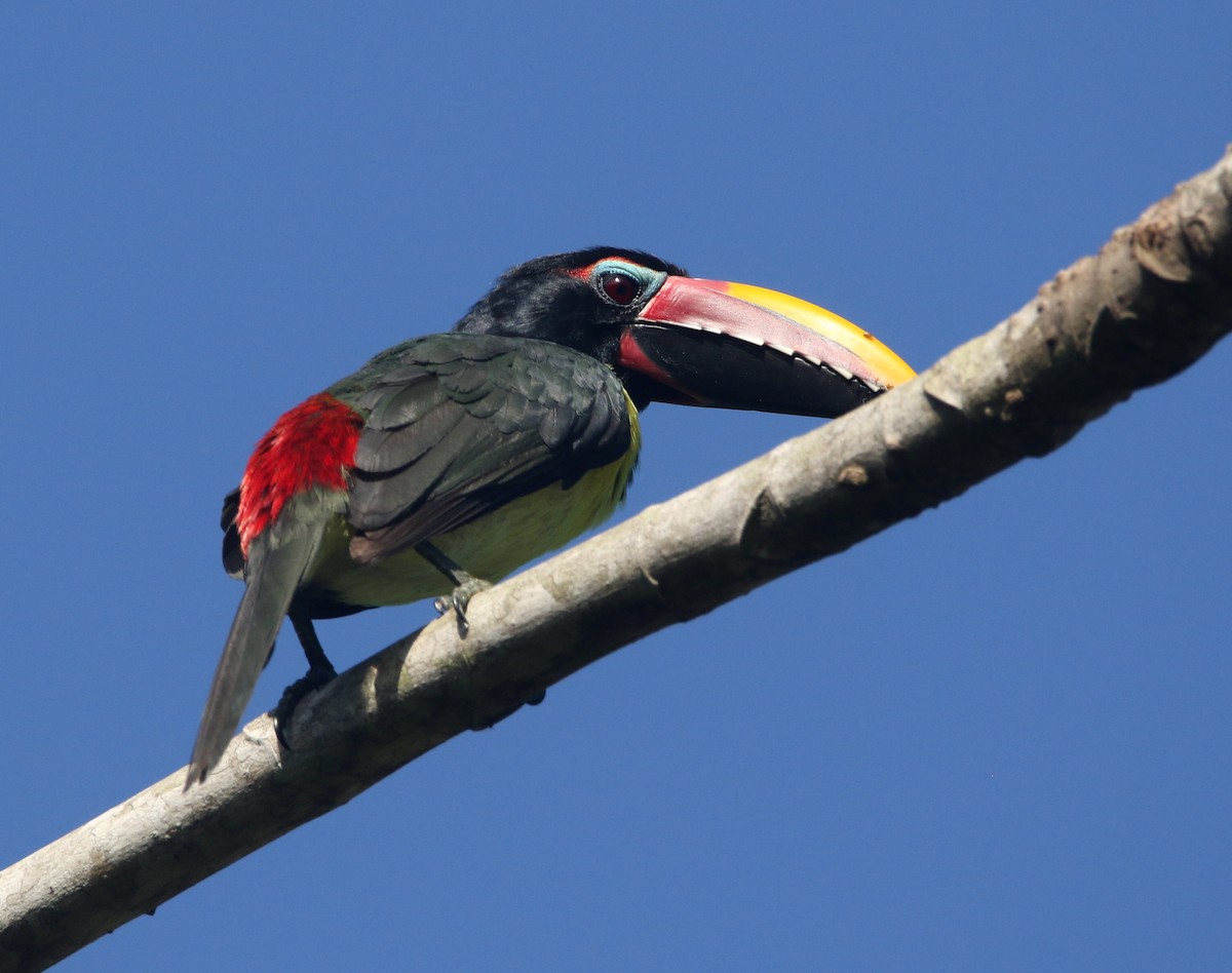 Green Aracari - ML642652726