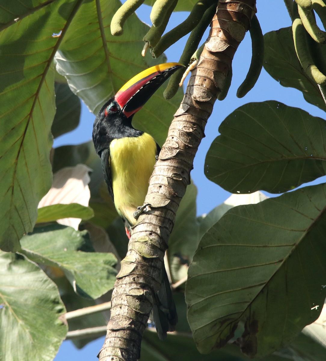 Green Aracari - ML642652727