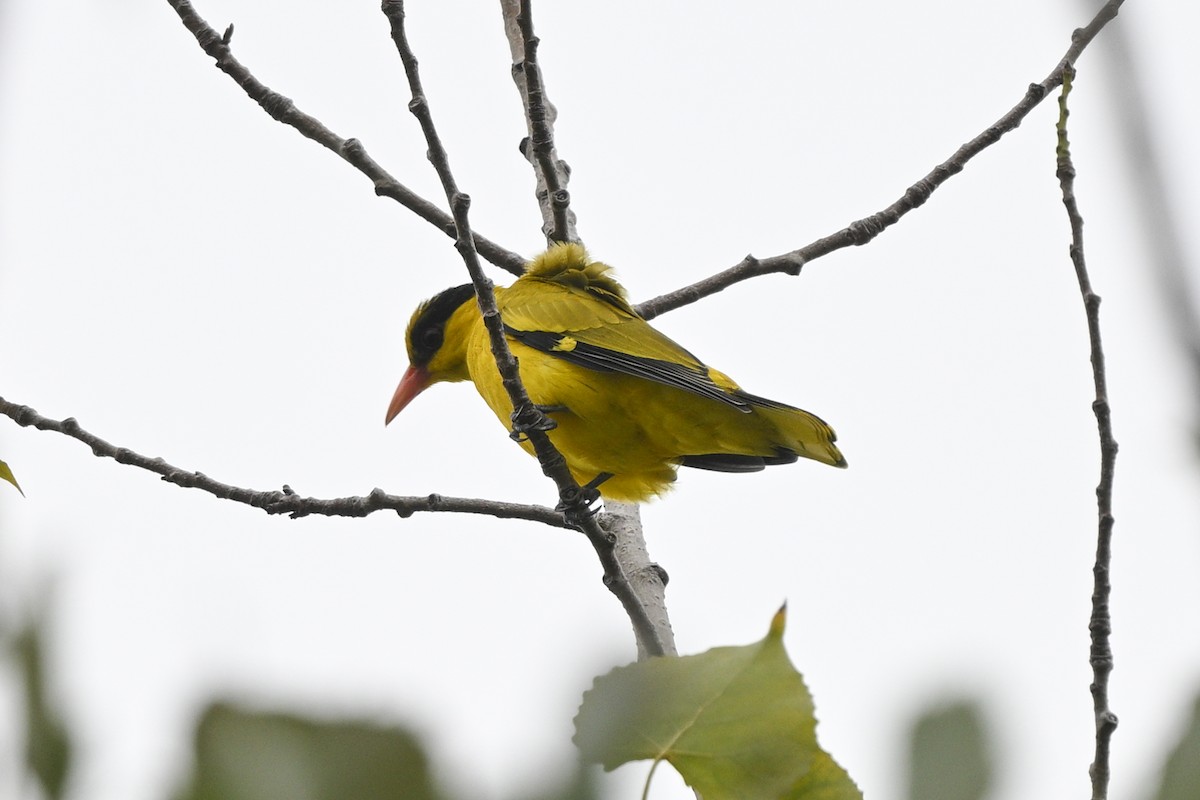 Black-naped Oriole (East Asian) - ML642652728
