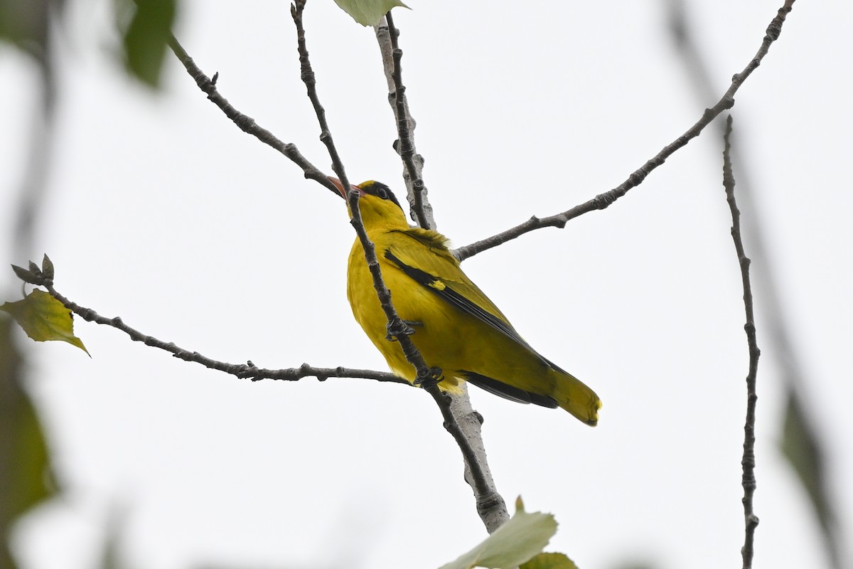 Black-naped Oriole (East Asian) - ML642652729