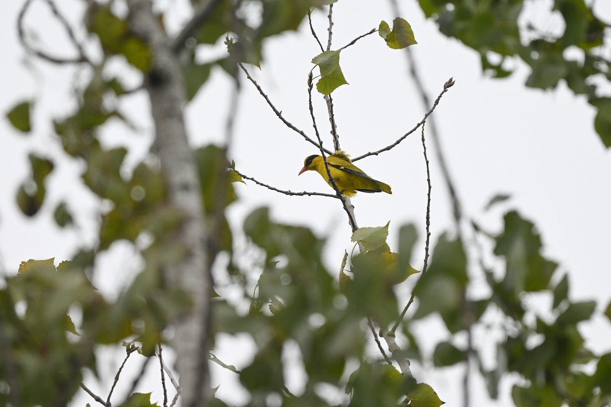 Black-naped Oriole (East Asian) - ML642652730