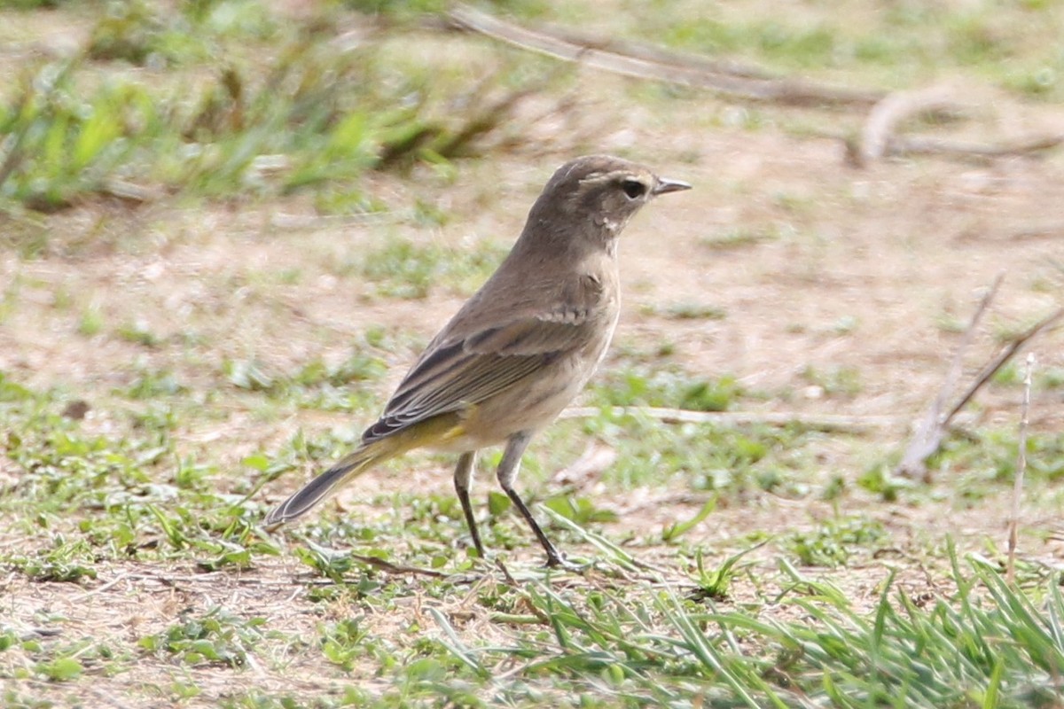 Palm Warbler - ML642652738