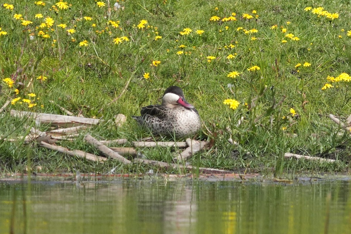 Red-billed Duck - ML642652743