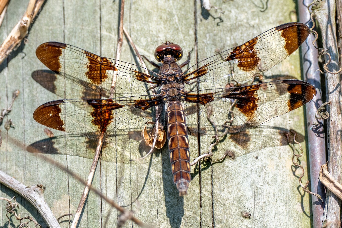 Common Whitetail - ML642652747