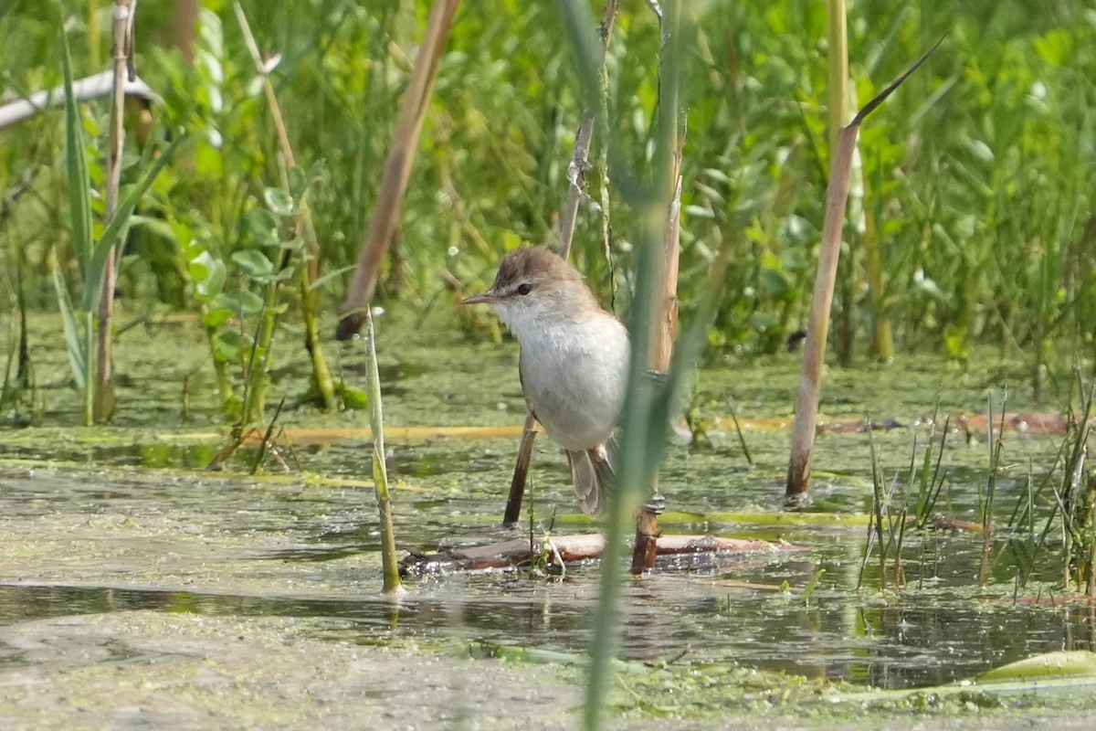 Lesser Swamp Warbler - ML642652766