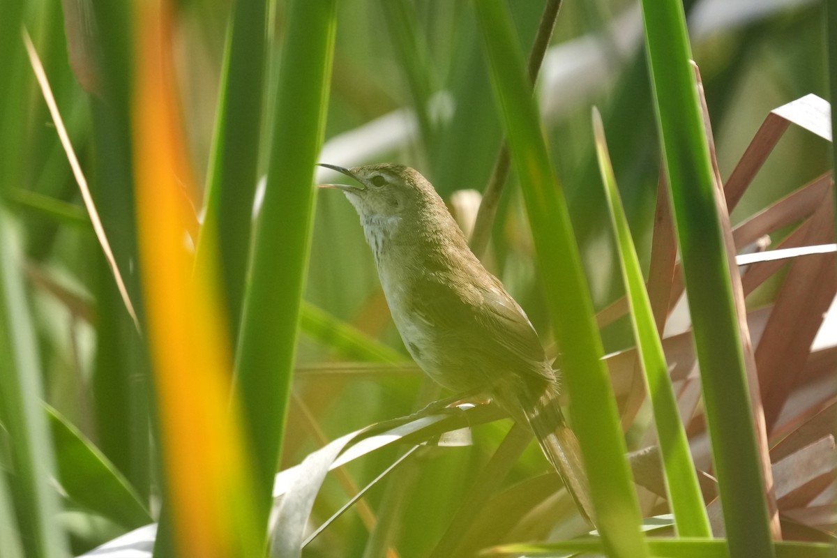 Mégalure caqueteuse - ML642652769